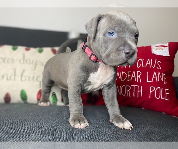 Medium Photo #4 American Pit Bull Terrier Puppy For Sale in PALM BCH GDNS, FL, USA