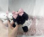 Small #5 Poodle (Toy)