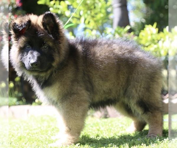 Medium Photo #7 German Shepherd Dog Puppy For Sale in ANTIOCH, CA, USA
