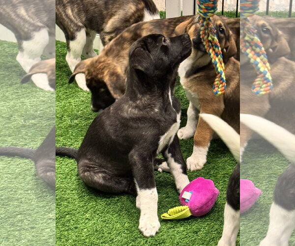 Medium Photo #7 Mutt Puppy For Sale in Sanford, FL, USA