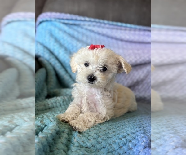 Medium Photo #11 Maltese Puppy For Sale in SEAGROVE, NC, USA