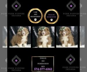 Pomeranian Puppy for sale in WARSAW, IN, USA