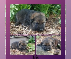 Medium German Shepherd Dog