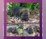 Puppy Iris German Shepherd Dog