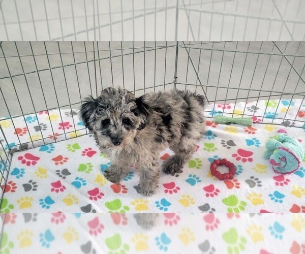 Medium Photo #8 Poodle (Miniature) Puppy For Sale in ORO VALLEY, AZ, USA