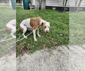American Staffordshire Terrier-Unknown Mix Dogs for adoption in San Antonio, TX, USA