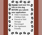 Small #5 Australian Shepherd Mix