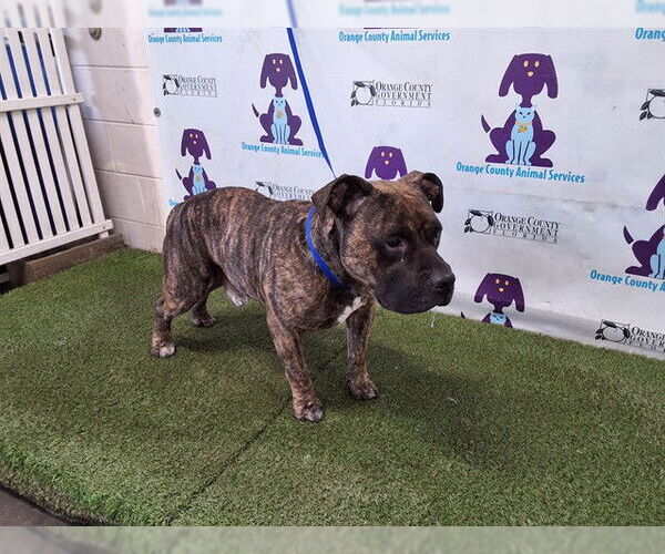 Medium Photo #1 American Bulldog Puppy For Sale in Orlando, FL, USA