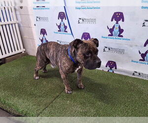 American Bulldog Dogs for adoption in Orlando, FL, USA