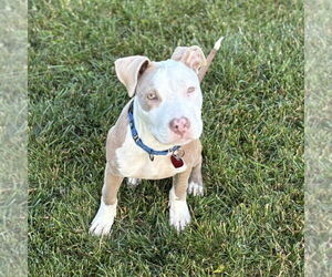 American Pit Bull Terrier-Unknown Mix Dogs for adoption in Mundelein, IL, USA