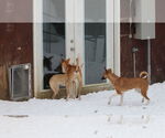 Small #19 Saluki-Whippet Mix