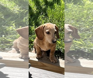 Dachshund Puppy for sale in GANSEVOORT, NY, USA
