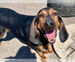 Small #2 Bloodhound Mix
