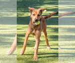 Small Photo #4 Black Mouth Cur-Unknown Mix Puppy For Sale in Hilton Head, SC, USA