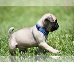 Small #5 Pug