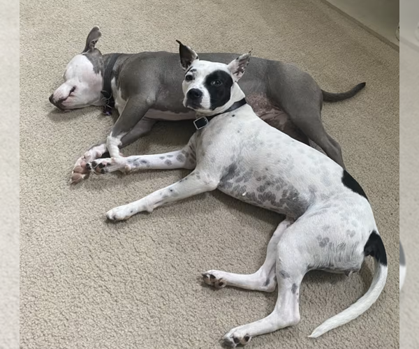 Medium Photo #3 Dalmatian-Rat Terrier Mix Puppy For Sale in Decatur, GA, USA