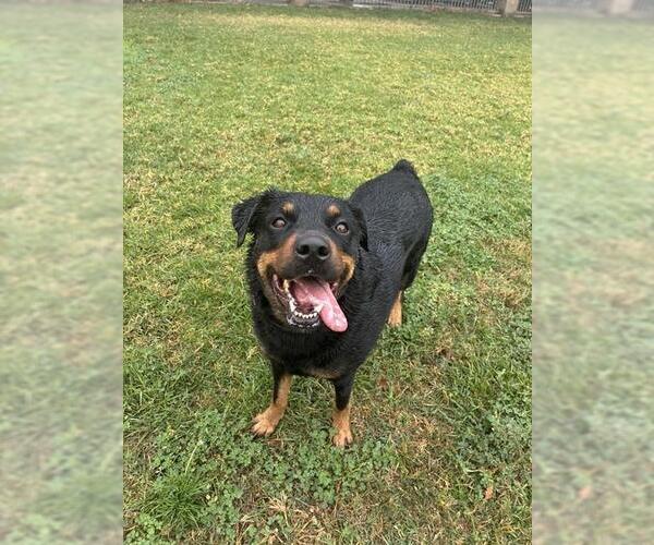 Medium Photo #1 Rottweiler Puppy For Sale in Riverside, CA, USA