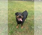 Small Rottweiler