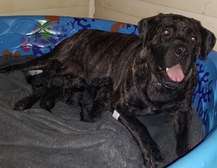 Mother of the Cane Corso-Mastiff Mix puppies born on 09/29/2018