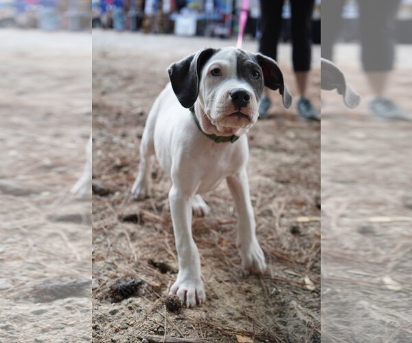 Medium Photo #4 American Staffordshire Terrier-Unknown Mix Puppy For Sale in Holly Springs, NC, USA