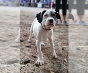 Thimble - Sewing Litter - Male American Staffordshire Terrier-Unknown Mix Dog for Adoption - Photo #4