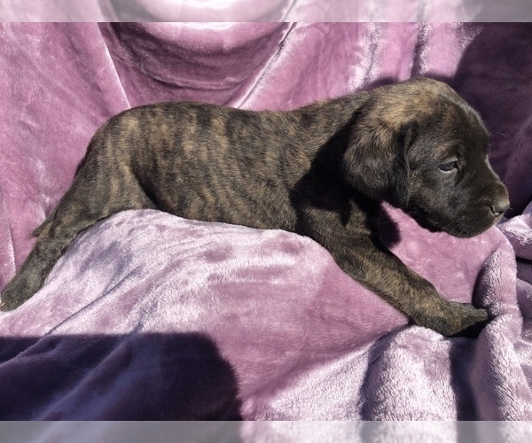 Medium Photo #6 Mastiff Puppy For Sale in BRANTLEY, AL, USA