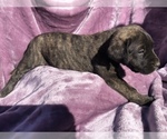 Small Photo #6 Mastiff Puppy For Sale in BRANTLEY, AL, USA