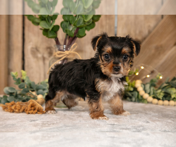 Medium Photo #15 Yorkshire Terrier Puppy For Sale in GREENWICH, OH, USA