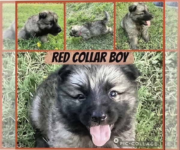 Medium Photo #1 German Shepherd Dog Puppy For Sale in WACO, TX, USA