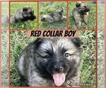 Image preview for Ad Listing. Nickname: Litter of 9