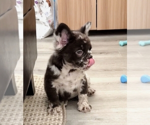 Medium French Bulldog