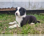 Puppy Nala Border Collie