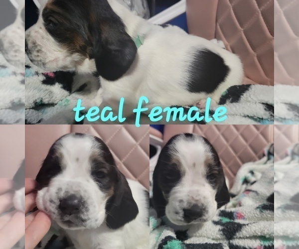 Medium Photo #1 Basset Hound Puppy For Sale in MAPLETON, IL, USA