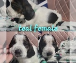 Small Photo #1 Basset Hound Puppy For Sale in MAPLETON, IL, USA