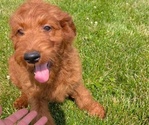 Puppy Victoria Irish Doodle