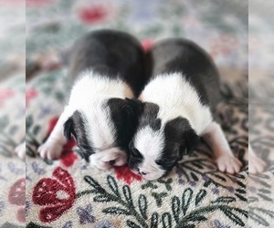 Boston Terrier Puppy for sale in EUREKA, CA, USA