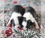 Small Boston Terrier