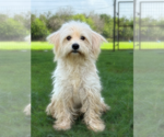 Small #2 Poodle (Miniature) Mix