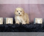 Small Photo #3 Maltipoo Puppy For Sale in WARSAW, IN, USA