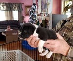 Puppy Puppy 2 Basenji