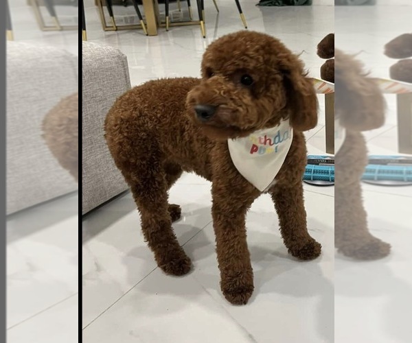 Medium Photo #1 Goldendoodle mix (+ Poodle Miniature) Puppy For Sale in HOUSTON, TX, USA