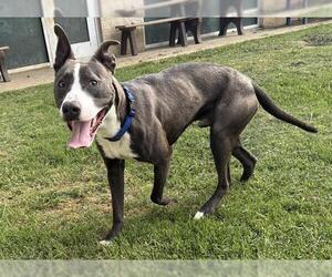American Staffordshire Terrier-Unknown Mix Dogs for adoption in Grand Prairie, TX, USA