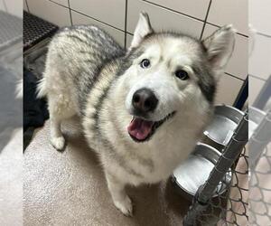 Siberian Husky Dogs for adoption in Fort Wayne, IN, USA