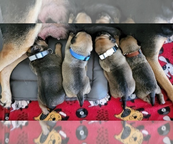 Medium Photo #5 Beagleman-Pug Mix Puppy For Sale in YELM, WA, USA