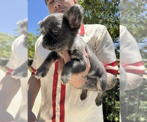 French Bulldog Puppy for sale in SAN DIEGO, CA, USA