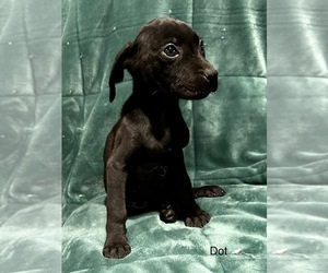 Great Dane-Rottweiler Mix Puppy for sale in SALAMANCA, NY, USA