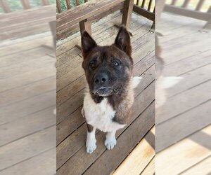 261267  Banana - Male Akita-Unknown Mix Dog for Adoption - Photo #2