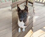 Small Photo #2 Akita-Unknown Mix Puppy For Sale in Wetumpka, AL, USA