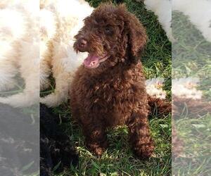 Goldendoodle Puppy for sale in TARBORO, NC, USA