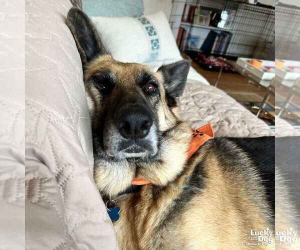 Medium Photo #9 German Shepherd Dog-Unknown Mix Puppy For Sale in Washington, DC, USA